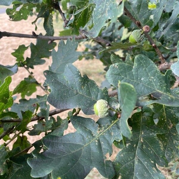 Quercus robur 果實