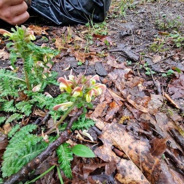 Pedicularis canadensis 花