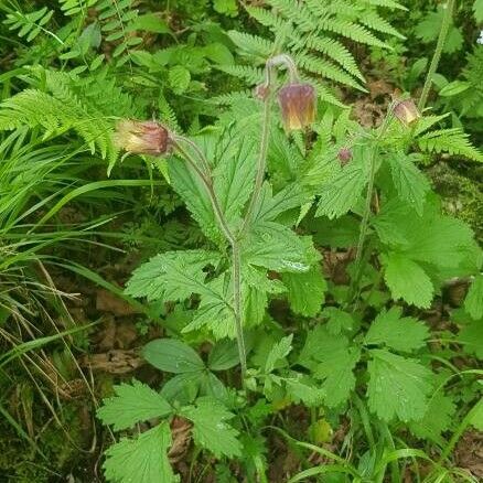 Geum rivale പുഷ്പം