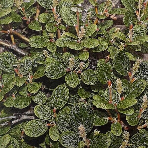 Salix vestita Feuille