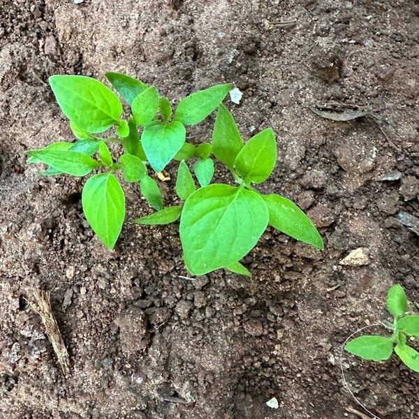 Capsicum annuum Leaf