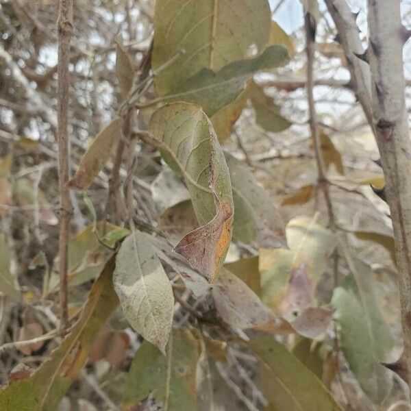 Combretum collinum पत्ता