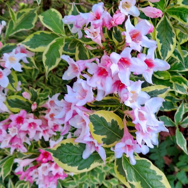 Weigela florida Blomma