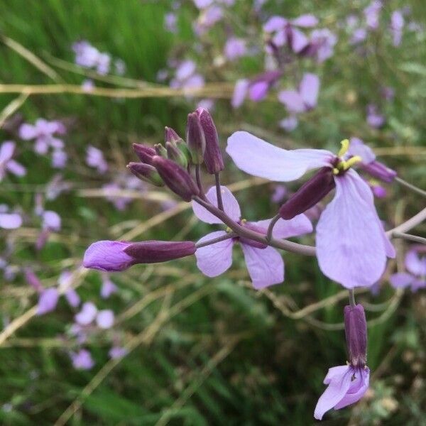 Moricandia arvensis Flors