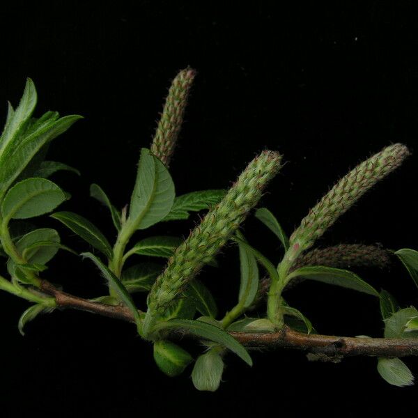 Salix bhutanensis Habitus