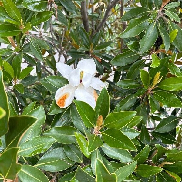 Magnolia virginiana Virág