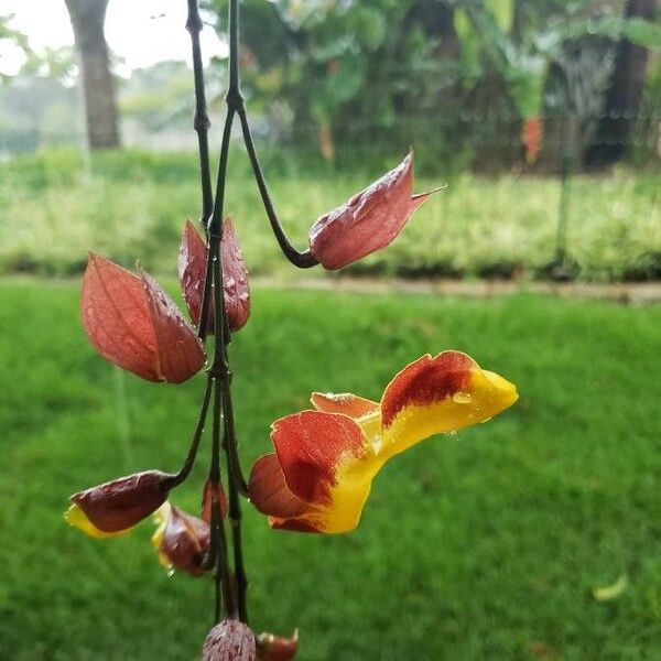 Thunbergia mysorensis Flor