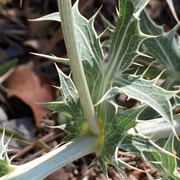 Eryngium campestre ഇല