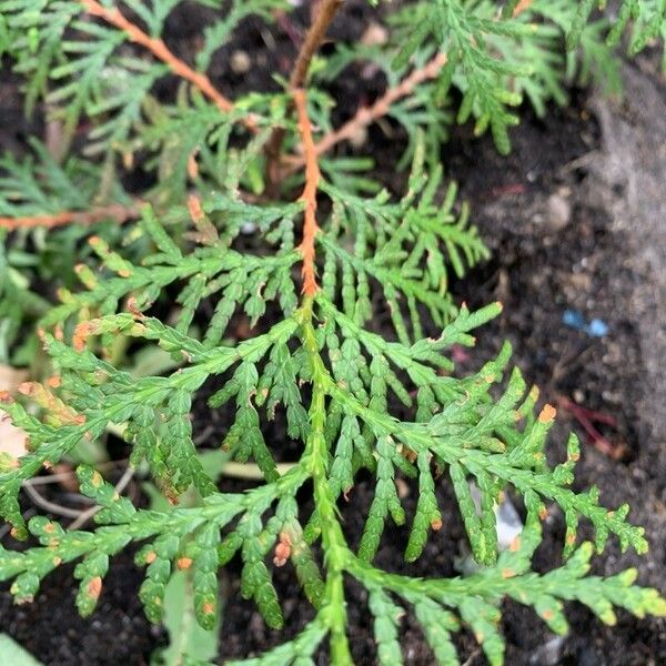 Thuja occidentalis List