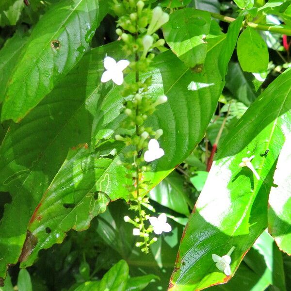 Citharexylum spinosum Flor