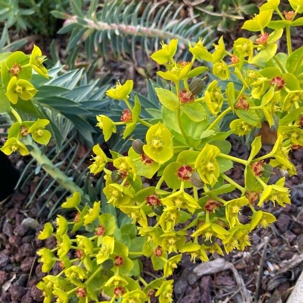 Euphorbia rigida Flower