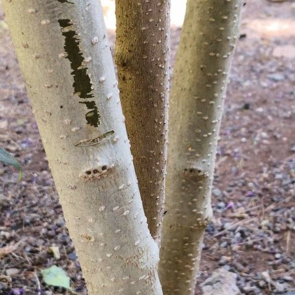 Cestrum elegans Corteccia