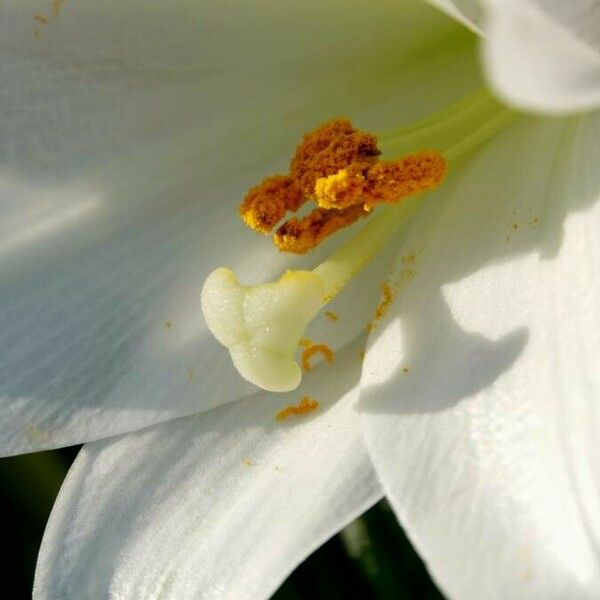 Lilium longiflorum 花