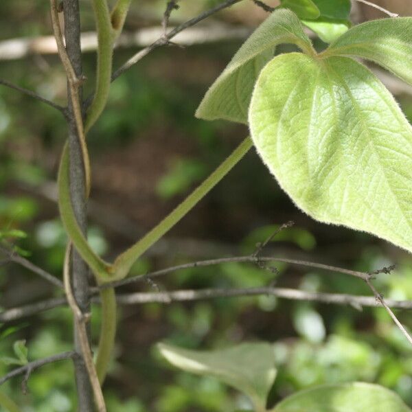 Dioscorea dregeana Leaf