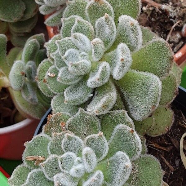 Echeveria setosa Leaf