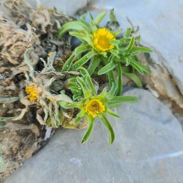 Asteriscus aquaticus Fiore