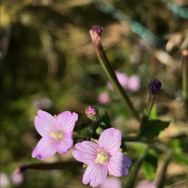 Epilobium parviflorum Ліст