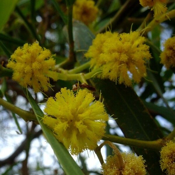 Acacia saligna Λουλούδι