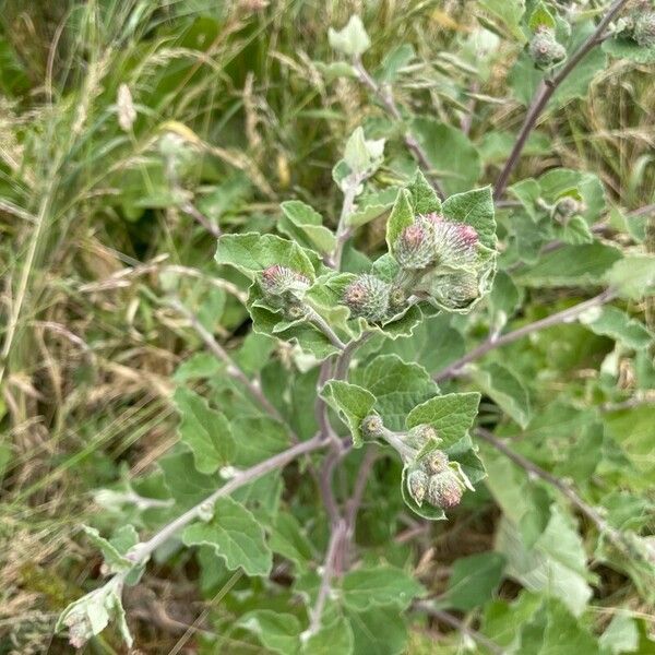 Arctium tomentosum Floare