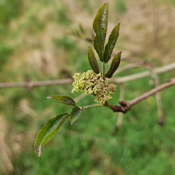 Sambucus racemosa മറ്റ്