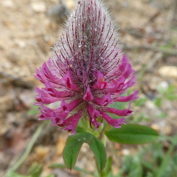 Trifolium rubens Květ