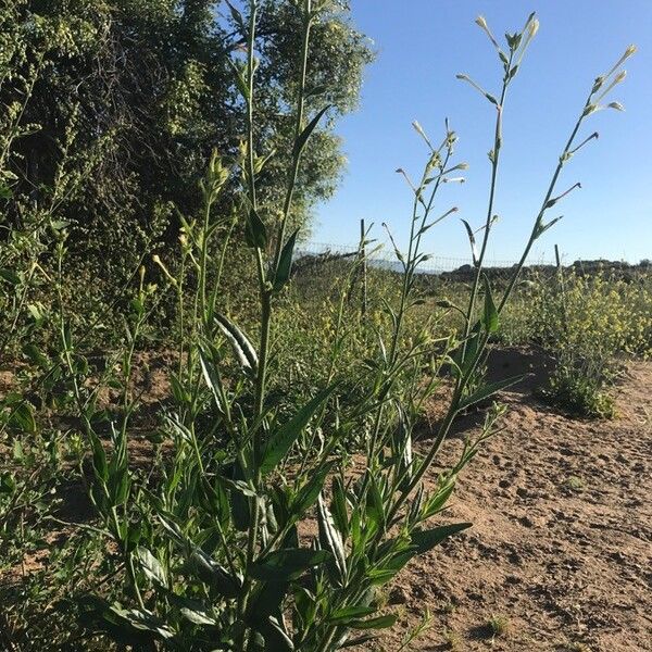 Nicotiana quadrivalvis (Indian tobacco)