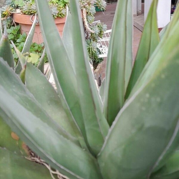 Agave filifera Lehti