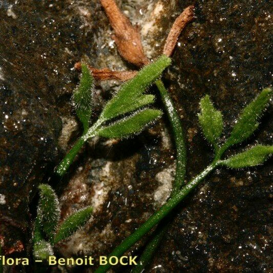 Asplenium seelosii Casca