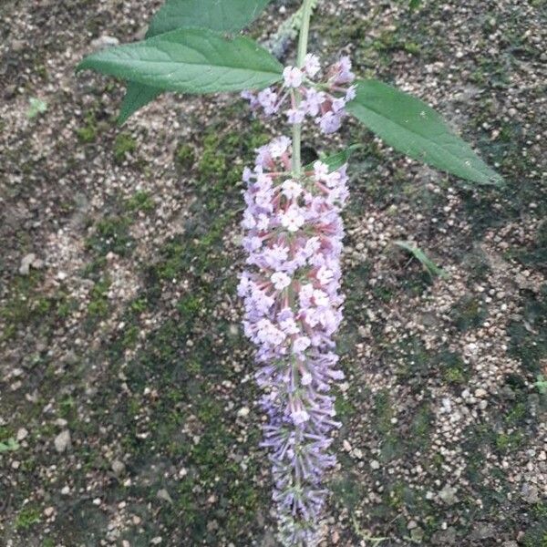 Buddleja davidii Flor