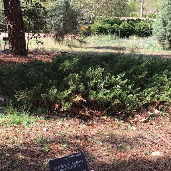 Juniperus sabina Feuille