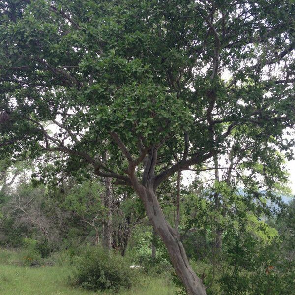 Diospyros texana Habit