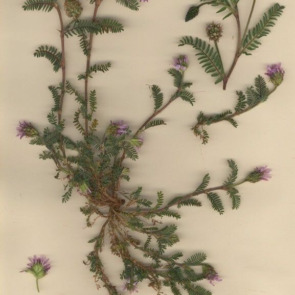 Astragalus glaux Alkat (teljes növény)