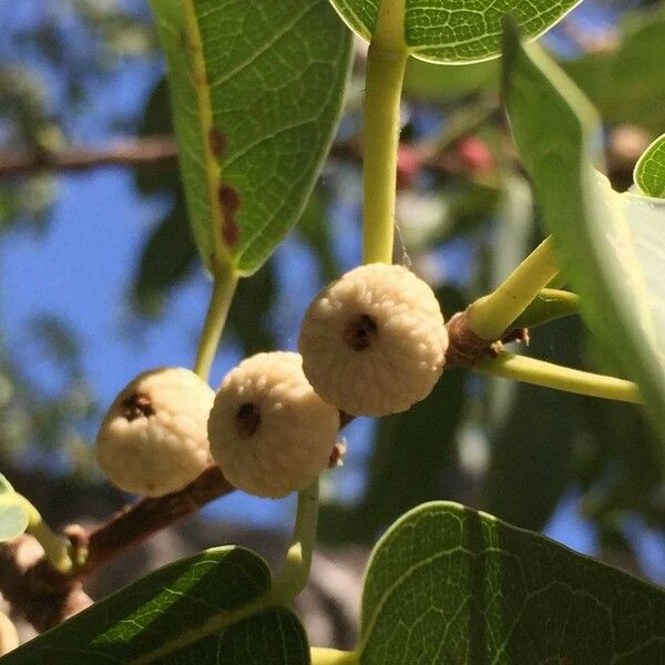 Ficus salicifolia Vili