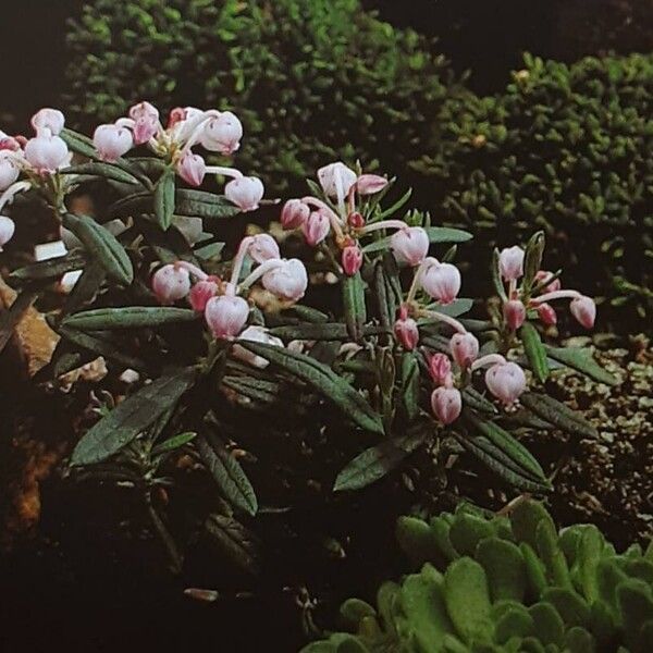 Andromeda polifolia Habit