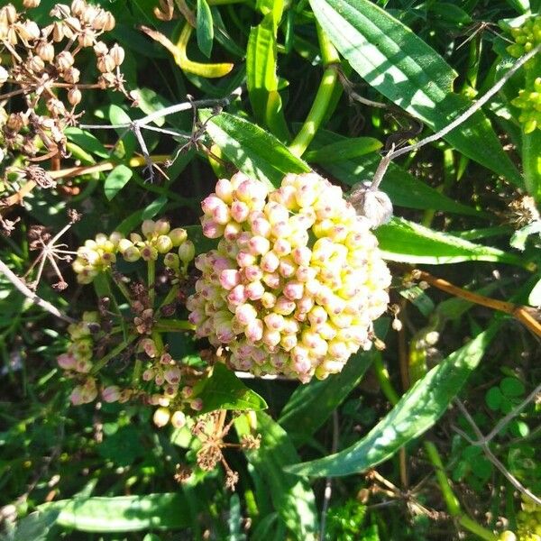 Asclepias incarnata ᱵᱟᱦᱟ