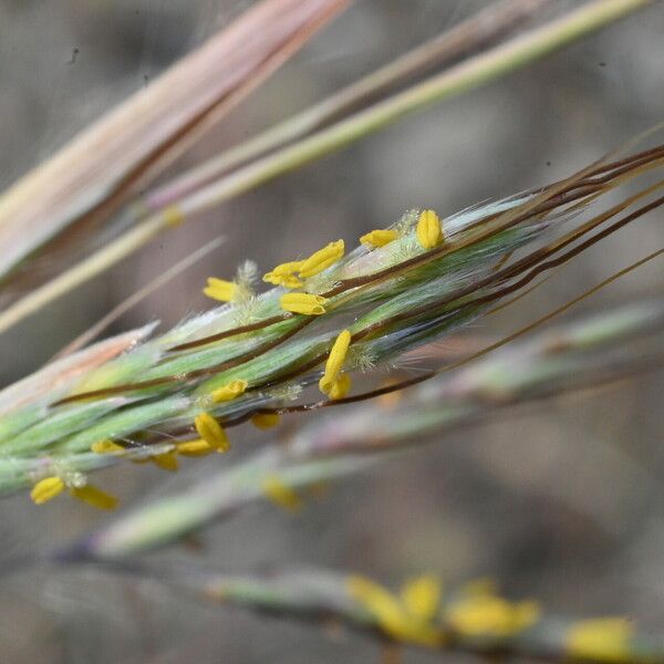 Hyparrhenia hirta Flower