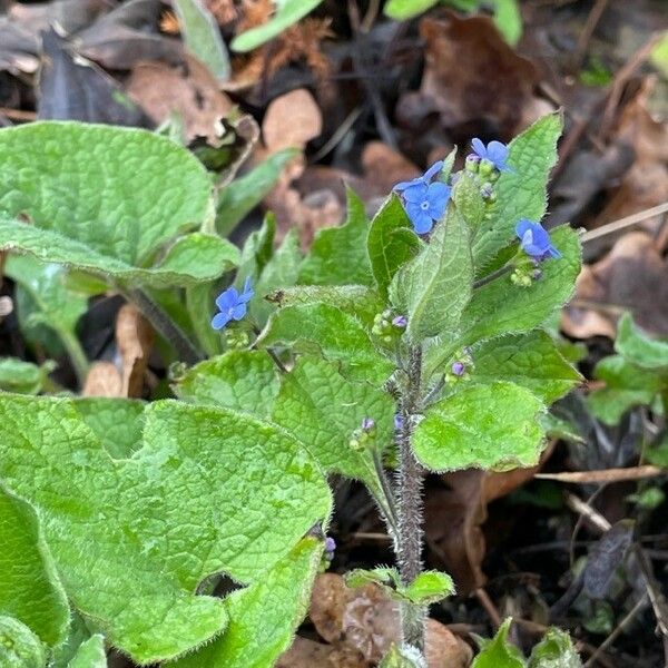 Brunnera macrophylla পাতা