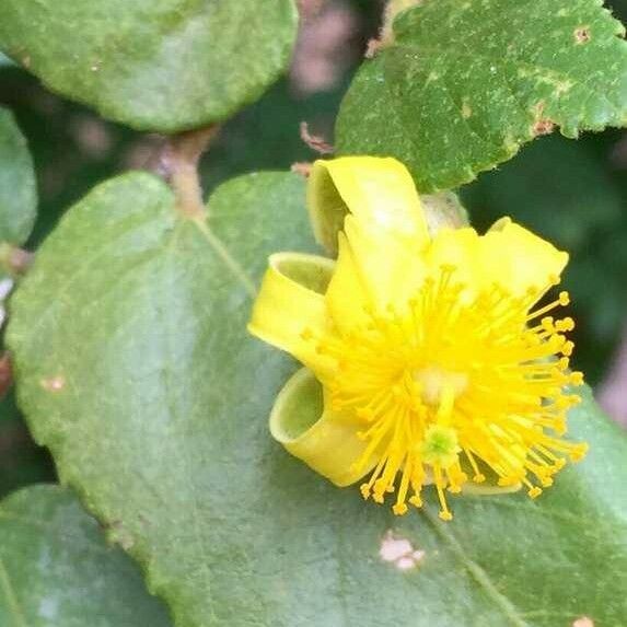 Grewia hexamita Flor