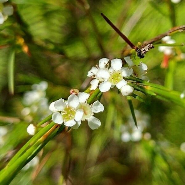 Baeckea linifolia Cvet