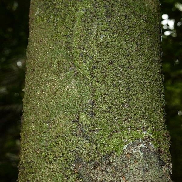 Lacmellea aculeata Bark