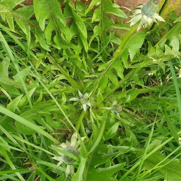 Taraxacum campylodes Blad