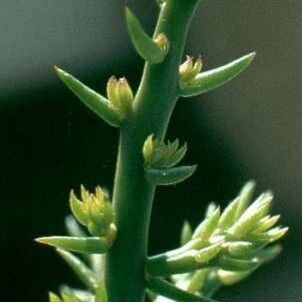 Cylindropuntia leptocaulis 葉