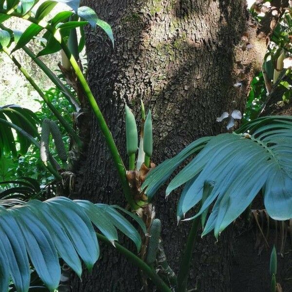 Rhaphidophora decursiva Habitat