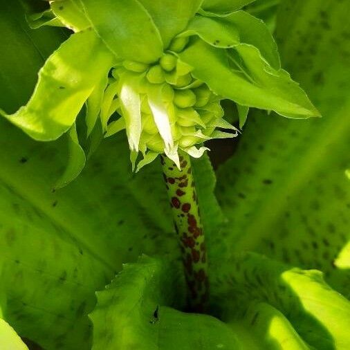 Eucomis autumnalis 花