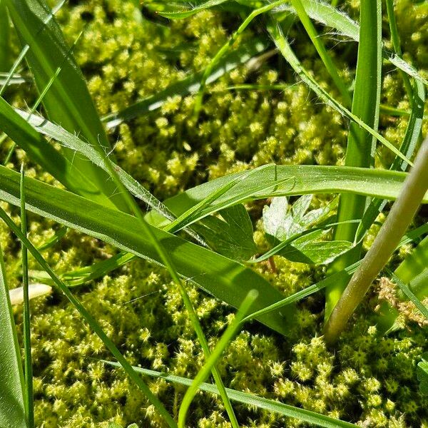 Hyacinthoides × massartiana Leaf