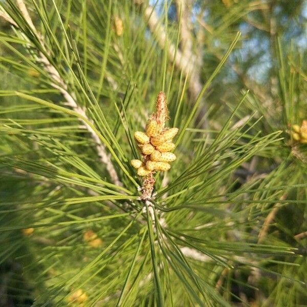 Pinus halepensis Fruto