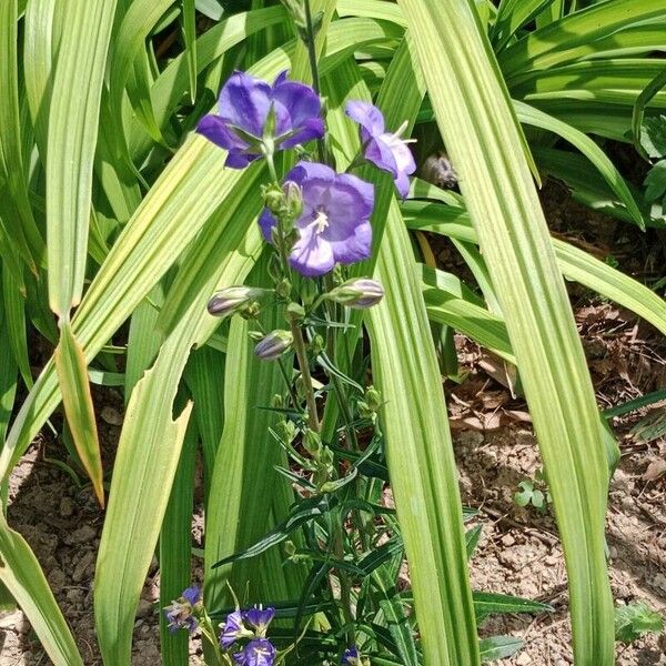 Campanula persicifolia Fleur