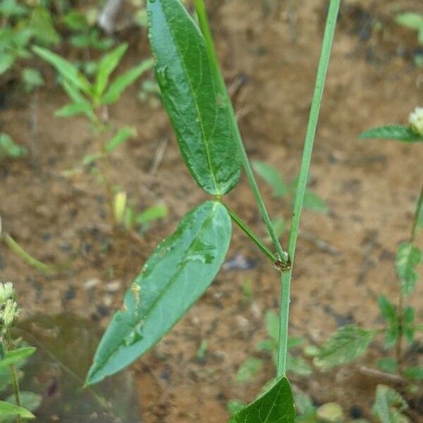 Zornia latifolia Folha