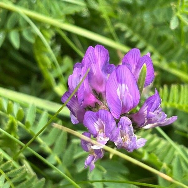 Astragalus danicus फूल