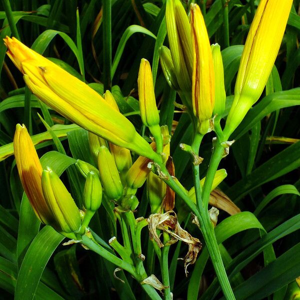 Hemerocallis lilioasphodelus Blomst